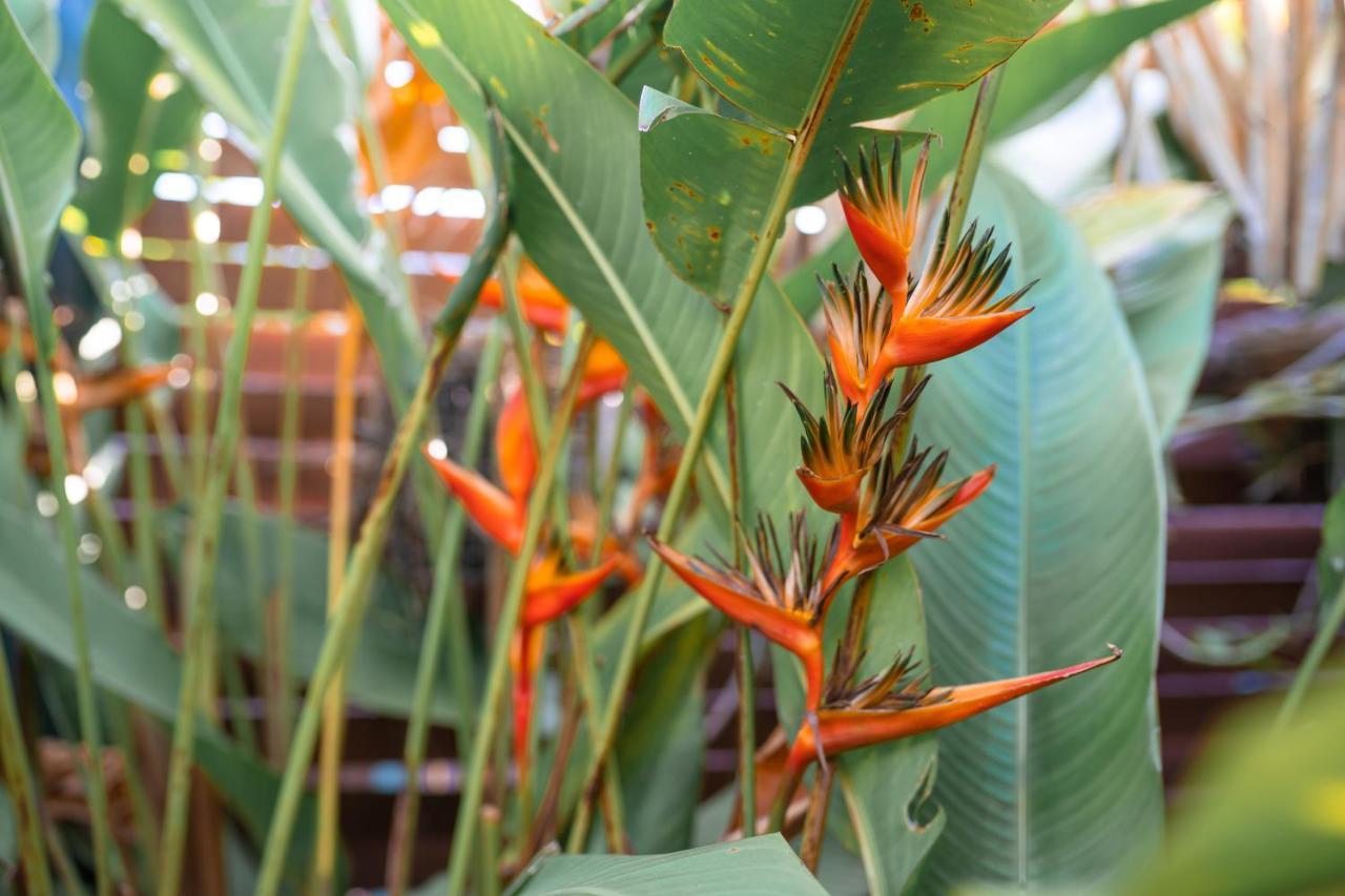 Le Charme Polynesien Proximite Plage Et Commerces Пунауиа Екстериор снимка
